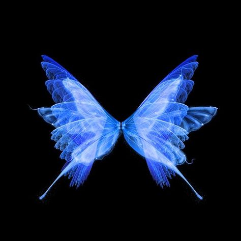 Blue Butterfly, Black Background, A Black, Blue, White, Black