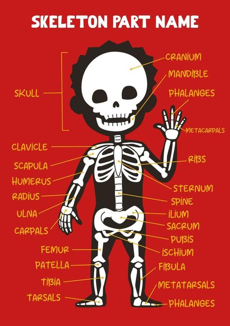 Name of cute cartoon human skeleton part for kids in english Human Skeleton Parts, Skeleton For Kids, Skeleton Parts, Study Tips For Students, Cartoon Human, Kids Part, Cute Skeleton, Human Skeleton, Cityscape Photos