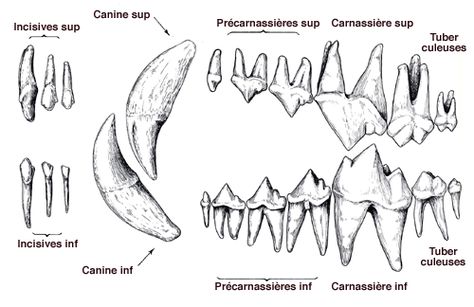 Dog Dentition Dog Tooth Tattoo, Teeth Diagram, Teeth Anatomy, 2024 Tattoo, Side Thigh Tattoos, Tooth Tattoo, Tiger Tooth, Canine Tooth, Vet Medicine