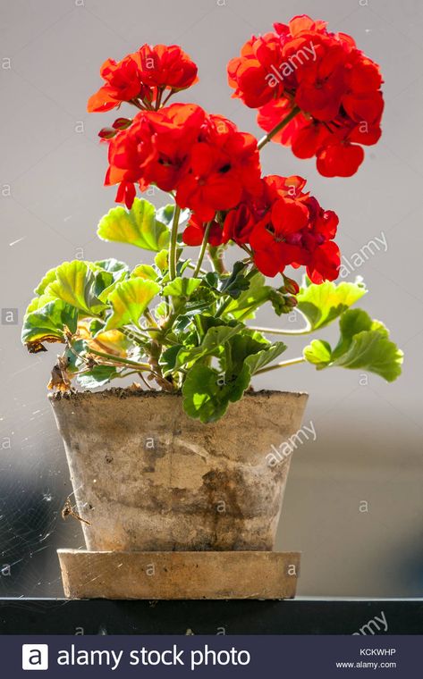 Red Geranium, Pelargonium in terracotta flowerpot on windiwsill Stock Photo: 162706370 - Alamy Red Geraniums In Pots, Geranium In Pots, Red Flower Painting, Geraniums In Pots, Geranium Photography, Pelargonium Geranium, Zonal Geraniums, Geranium Himalayense, Geranium Wargrave Pink