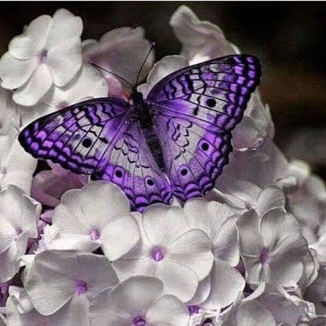 So beautiful purple butterfly! One of my favourite in recent weeks! 😍😍😍 Credit: @mariajesusmjsousa Photo Papillon, Butterfly Wallpapers, Art Papillon, Beautiful Butterfly Photography, Real Nature, Butterfly Photos, Beautiful Bugs, Butterfly Pictures, Flower Names