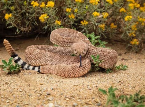 Western Diamondback Rattlesnake Is a rattlesnake species and member of the viper family, found in the southwestern United States and Mexico. Like all other rattlesnakes and all other vipers, it is venomous. In the United States, an estimated 1,989 nonfatal rattlesnake bites occur every year, and an average of five people die from snake bites in the country annually. Untreated eastern diamondback rattlesnake bites have a fatality of 10-20% Bruce photographed this older specimen (as evidenced Rattlesnake Aesthetic, Frida Kahlo Projects, Eastern Diamondback Rattlesnake, Western Diamondback Rattlesnake, Circle Project, Rattlesnake Bites, Diamondback Rattlesnake, Animal Cutouts, Pokemon Regions