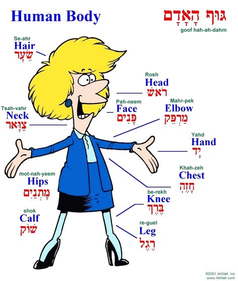 Parts of the body in Hebrew Learn Hebrew Alphabet, Body Parts For Kids, Hebrew Language Learning, Hebrew Language Words, Hebrew Education, Hebrew Vocabulary, Jewish Learning, Hebrew Lessons, Social Innovation