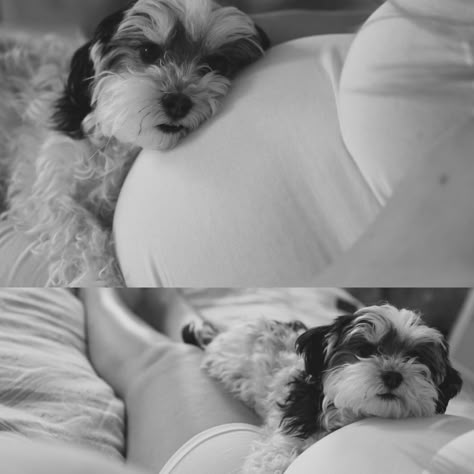 Dog And Human Maternity Shoot, Dog And Pregnant Belly Photo Ideas, Maternity Photography With Small Dog, Pet Maternity Shoot, Indoor Maternity Photos With Dog, Studio Maternity Photos With Dog, Maternity Shoot With Pets, Maternity Picture With Dog, Maternity Photography With Pets