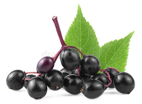 Sambucus - black elderberry fresh fruit with green leaves isolated on white background royalty free stock photo Free Printable Clip Art, Elderberry Bush, Black Elderberry, Homeopathy, Floral Designs, Fresh Fruit, Green Leaves, White Background, Royalty Free Stock Photos