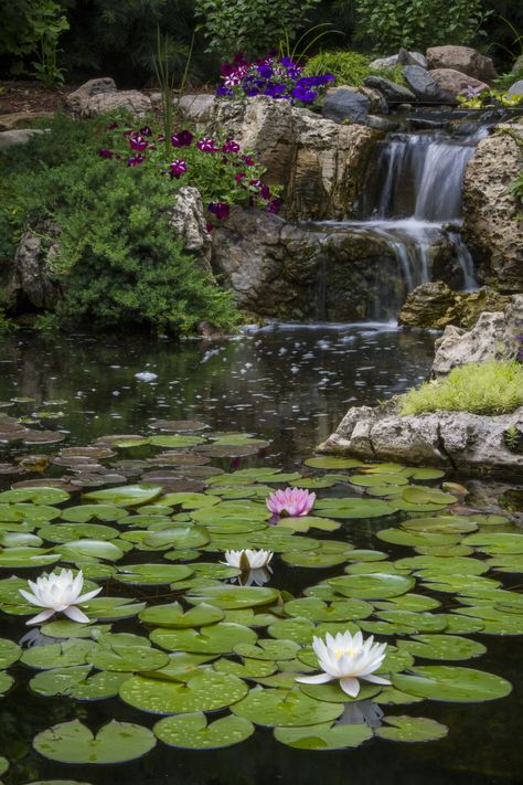 Cottage Garden Inspiration, Garden Water Features, Pond Construction, Water Gardens Pond, Pond Painting, Water Lily Pond, Pond Ideas, Pond Waterfall, Pond Landscaping