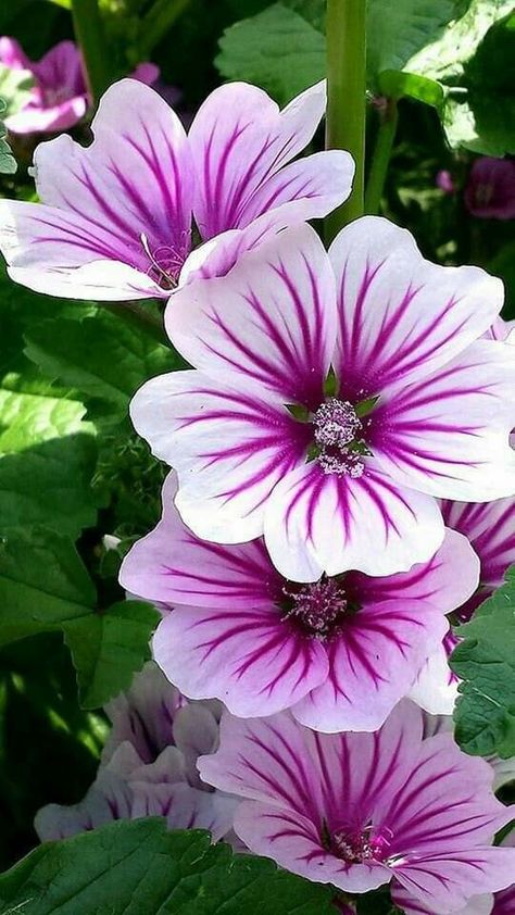 Africa Daisy Flower, Most Beautiful Flowers Photography, Malva Zebrina, Malva Sylvestris, Winter Sewing, Giant Flowers, Flowers Gardening, I Love Flowers, Vibrant Flower