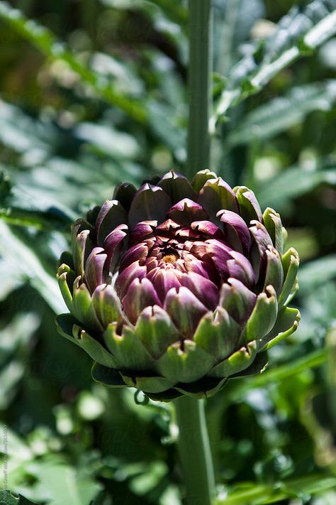 Artichoke Design, Artichoke Plant, Artichoke Plants, Artichoke Flower, Alien Monster, Interesting Photography, Plant Growing, Organic Vegetables, Fruit And Veg