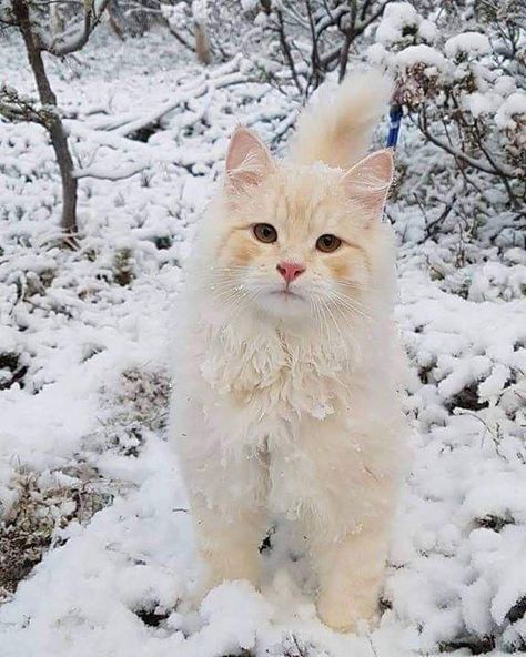 White Cat, The Snow, Cream, Orange, White