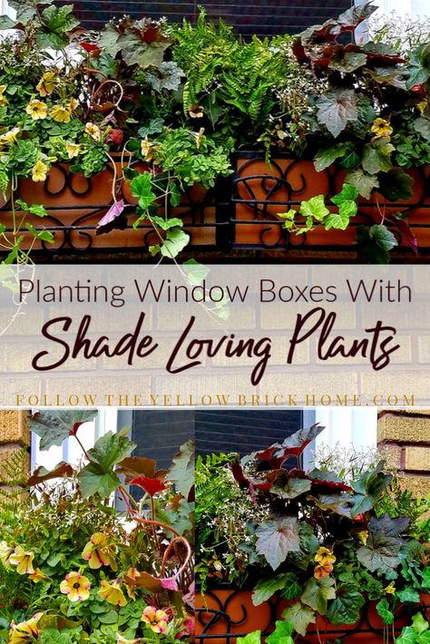 Planting Window Boxes with Shade Loving Plants Planter Gardens, Beach Landscaping, City Gardening, French Ethereal, Shade Loving Plants, Fall Window Boxes, Window Box Plants, Budget Landscaping, Landscaping Around House