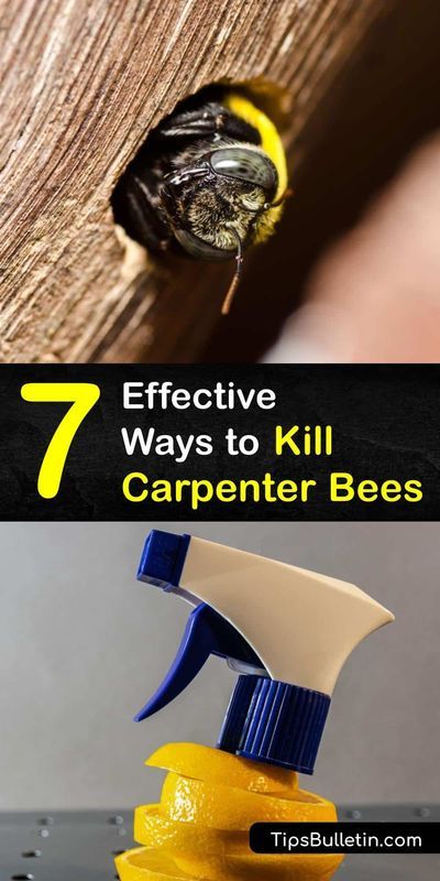 How To Make Carpenter Bee Traps, How To Make A Carpenter Bee Trap, Wood Bees How To Get Rid Of, Carpenter Bee Repellent Diy, Carpenter Bee Trap Diy, How To Get Rid Of Bees, How To Get Rid Of Carpenter Bees, Carpenter Bees How To Get Rid Of, How To Get Rid Of Bees Outside House