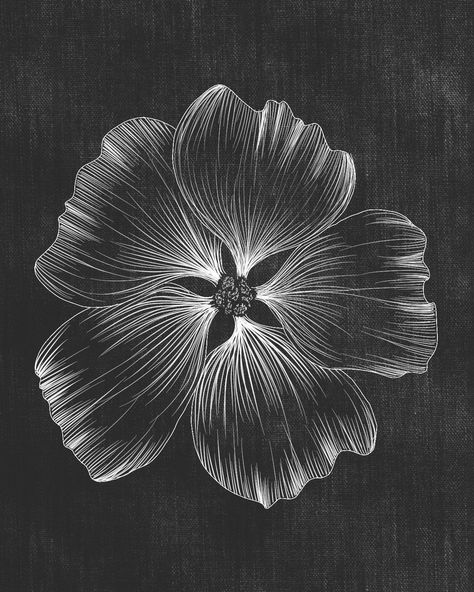 Five petal flower drawn in white on a black background Drawings On Black Paper, Drawing Black Background, Five Petal Flower, Black Background Painting, Dreamy Flowers, Flowers Black Background, Background Painting, Scratchboard Art, Black Paper Drawing