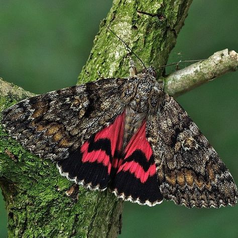 Underwing Moth, Bugs And Insects, Beautiful Things, Moth, Bugs, Insects, Tattoo Ideas, Butterflies, Alphabet