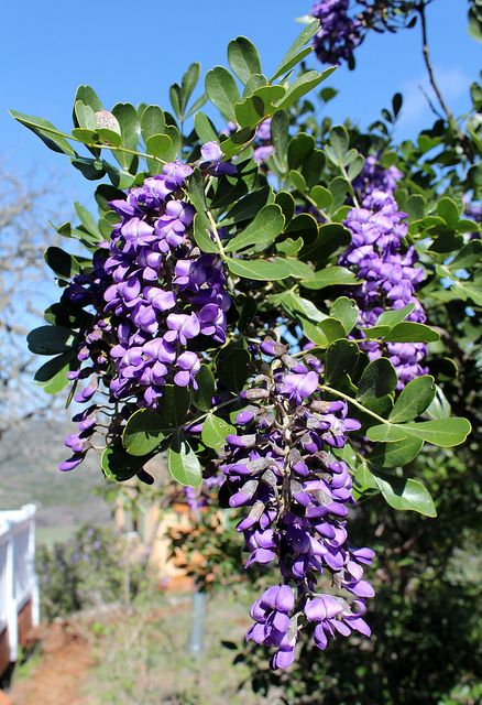 Texas Mountain Laurel Tree, Texas Mountain Laurel, Palm Tree Fruit, Laurel Tree, Mountain Laurel, Unique Trees, Desert Plants, Nature Tree, Small Trees