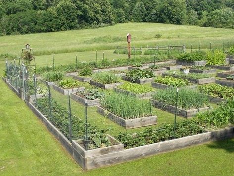 15+ Lovely Homestead Farm Garden Layout and Design Ideas #gardens #gardendesign #gardenideas #landscapingfrontyardwithrocks Farm Garden Layout, Raised Bed Garden Layout, Garden Bed Layout, Vegetable Garden Planner, Vegetable Garden Raised Beds, Homestead Farm, Potager Garden, Plants Growing, Garden Design Layout