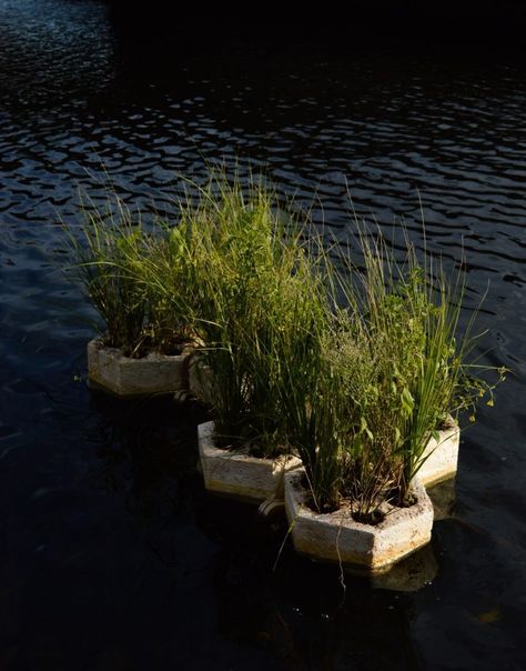 RISD researchers create floating mycelium pods to cleanse waterways Reusable Plastic Cups, Adaptive Design, Floating Plants, Food Web, Floating In Water, Bedding Plants, Water Systems, Healthy Plants, How To Make Bed