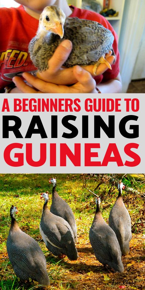 Guinea Fowl- Do you want to raise guineas on your homestead? Get the complete beginners guide to raising guinea fowl from keet to hen. Guinea Hens, Raising Turkeys, Urban Chicken Farming, Pet Enclosures, Baby Chicks Raising, Homestead Animals, Raising Farm Animals, Urban Chickens, Chickens And Ducks