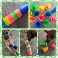 Kol's Favourite DIY Enrichment Games for Dogs Dog Boredom, Brain Games For Dogs, Toys For Dogs, Game Place, Brain Game, Diy Dog Toys, Dog Enrichment, Dog Games, Dog Puzzles