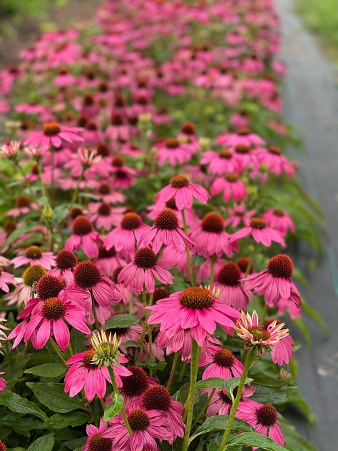 How to grow beautiful Echinacea Growing Echinacea, Get Taller, Echinacea Purpurea, Mini Greenhouse, Clay Soil, Liquid Fertilizer, Growing Fruit, Herbaceous Perennials, Pow Wow