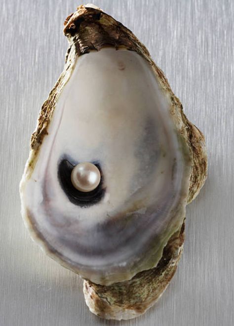 Oyster With Pearl, Oyster Pearl, Oyster Shell, Still Life, Vanilla, Art Inspiration, Art