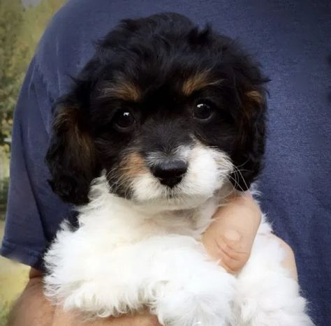 Our Cavapoos | pinewoodcavapoos Cavapoo Puppies, Miniature Poodle, Happy Family, Tri Color, Paw Print, How To Introduce Yourself, Puppies, Dogs, Animals