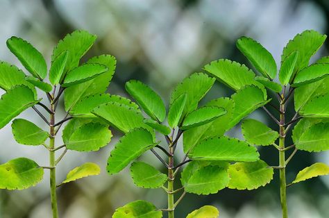 Leaf Of Life Plant Benefits, Miracle Leaf Spiritual Benefits, Neem Leaf Benefits, United States Botanic Garden, Burning Bay Leaves, Paddle Plant, Shade Loving Shrubs, Eastern Woodlands, Plant Benefits