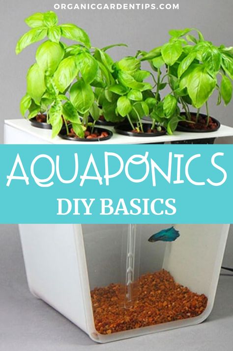 Aquaponics is an ingenious method of natural food production (fish & plant life) that nature created and that you can now replicate at home. Here you’ll find everything you need to know about buying the right Aquaponics system for use in your home or garden. #aquaponics #gardening #homesteading Aquaponic Fish Tank Diy, Indoor Aquaponics Diy, Diy Aquaponic Garden Indoor, Beta Fish Aquaponics, Easy Hydroponics Diy, Diy Aquaponics System, Fish Tank Hydroponics Diy, Indoor Aquaponics Aquarium, Fish Hydroponic Gardening