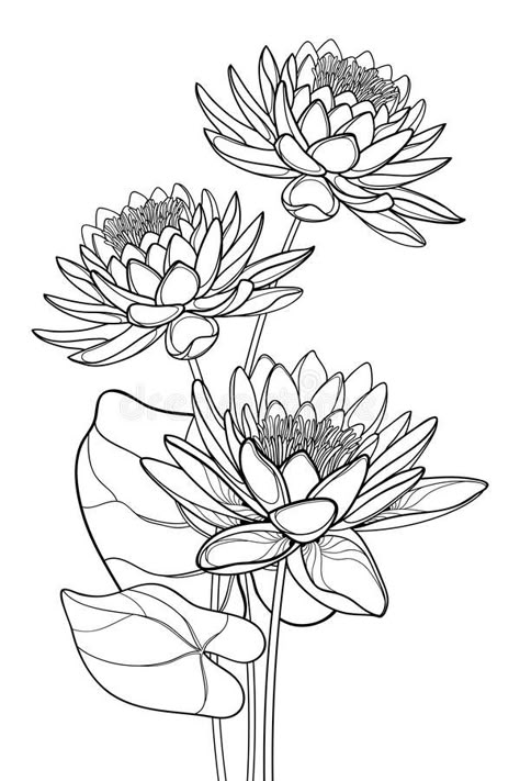 Vector bouquet of outline ornate Lotos or water lily flower and leaf in black isolated on white background. Floral composition with contour Lotus bunch for royalty free illustration Lotus Vector Design, Floral Composition Drawing, Water Lily Outline, Lotus Line Drawing, Waterlily Drawing, Floral Outline Drawing, Water Lily Embroidery, Lotus Flower Sketch, Water Lily Illustration