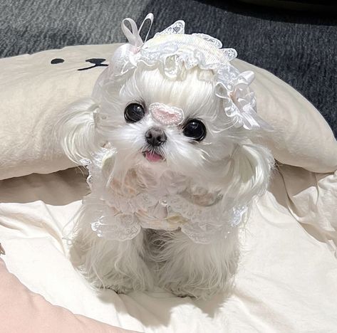 queen Neinei fr Maltese Teacup, Cute Tiny Dogs, Cute Fluffy Puppies, Cute Puppies And Kittens, Cute Small Dogs, Kitten Wallpaper, Puppy Mom, Cute Dogs Images