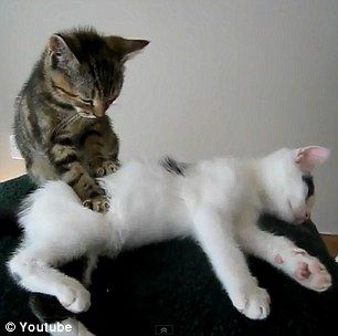 kitten giving a massage to a friend Cat Massage, White And Black Cat, Healthy Pets, Animal Friends, Funny Cat Videos, Life Magazine, Animal Planet, Positive Life, Funny Fails