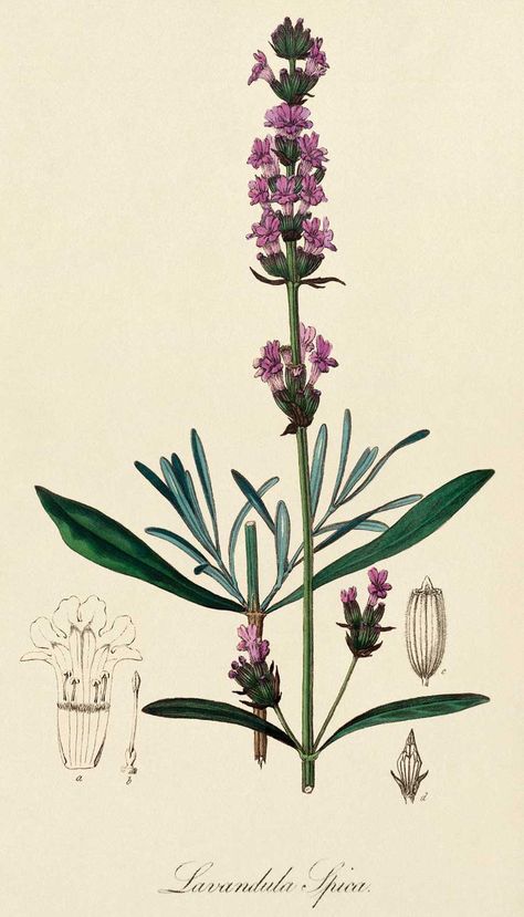 Lavender Art Bio, Illustration Botanique, Lavandula Angustifolia, Scientific Illustration, Healing Herbs, Botanical Drawings, Arte Floral, Medicinal Herbs, Vintage Botanical