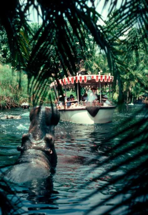 Disneyland Photos, Jungle Cruise, Disney Imagineering, Retro Disney, Disney Rides, Star Wars Disney, Disneyland California, Vintage Disneyland, Disneyland Trip