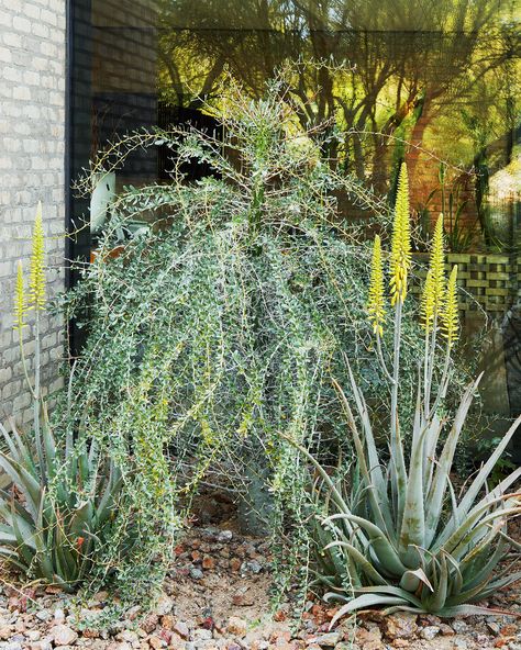 Desert Denizens Boojum Tree, Arizona Wildflowers, Garden Trellis Ideas, Colorful Desert, San Pedro Cacti, Arizona Gardening, Trellis Ideas, Desert Botanical Garden, Desert Garden