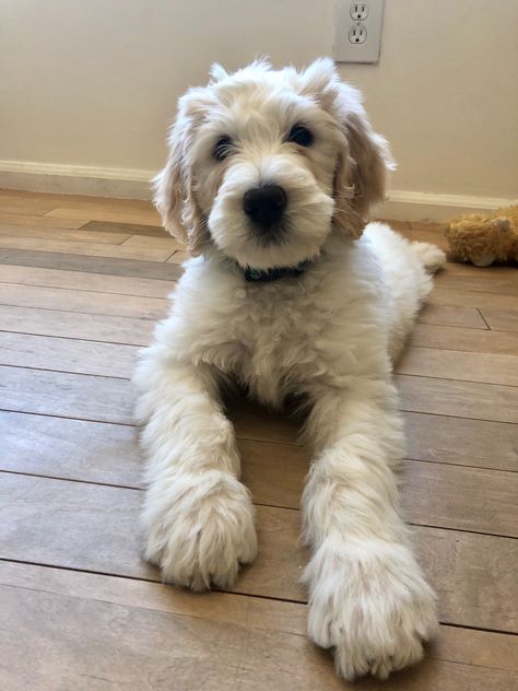 White Golden Doodle, White Goldendoodle, White Labradoodle, Psychiatric Service Dog, Doodle Puppy, Labradoodle Puppy, Super Cute Puppies, Pet Dogs Puppies, Puppies And Kitties