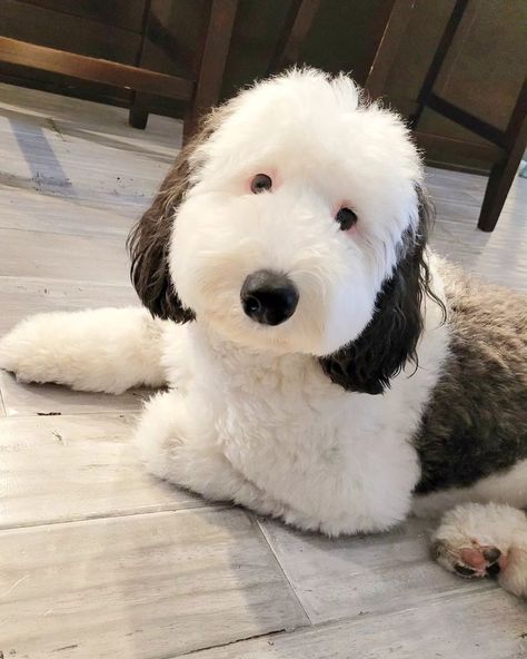 Sheepadoodle Haircut, Alternative Luxe, Sheepadoodle Puppy, Doodle Dogs, Dog Instagram, Cute Animals Puppies, Very Cute Dogs, Doodle Dog, Fluffy Dogs