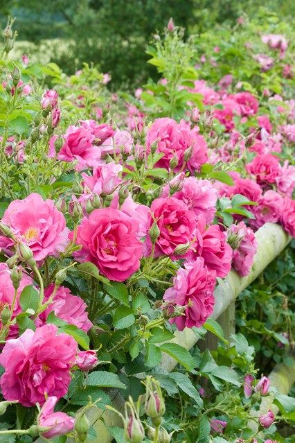 Roses, Peering over the garden fence.  Plant a Hedge of Roses in Country Garden Design Ideas - how to a create a… Romantic Gardens, Rose Hedge, Palette Garden, Country Pink, Country Garden Design, Happy Hollow, Best Roses, Garden Magic, Soft Palette