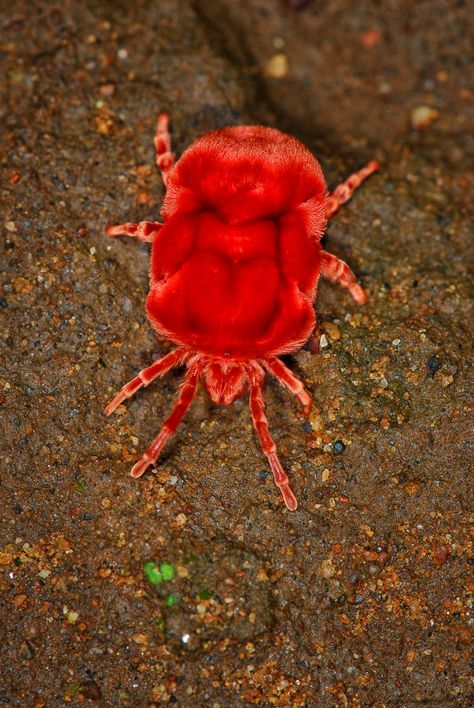 Red Velvet mite image taken in Shingwedzi camp #KrugerPark #WildlifePhotography #NaturePhotography #PhotoSafari #Kruger2Kalahari #krugernationalpark  #Macrophotography #Velvetmite #Shingwedzi Red Velvet Mite, Velvet Mite, Nature Photography Insects, Argiope Spider, Mounted Insects, Crickets Insect, Red Insects, Spider Photography Nature, Huntsman Spider