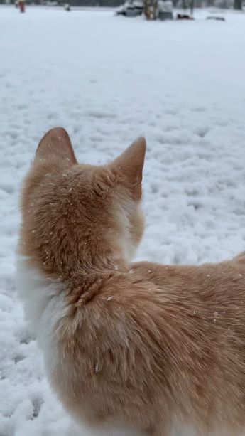 Cats In Snow, Snow Story, Snow Video, Gatos Cool, Time Video, Cat Stories, Cute Tumblr Pictures, Cute Instagram Pictures, Cool Instagram