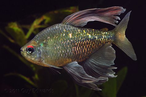 Diamond Tetra - moenkhausia pittieri Diamond Tetra, African Cichlid Aquarium, Tetra Fish, Saltwater Aquarium Fish, Aquascape Design, Tropical Fish Aquarium, Tropical Fish Tanks, Tropical Freshwater Fish, Aquatic Ecosystem