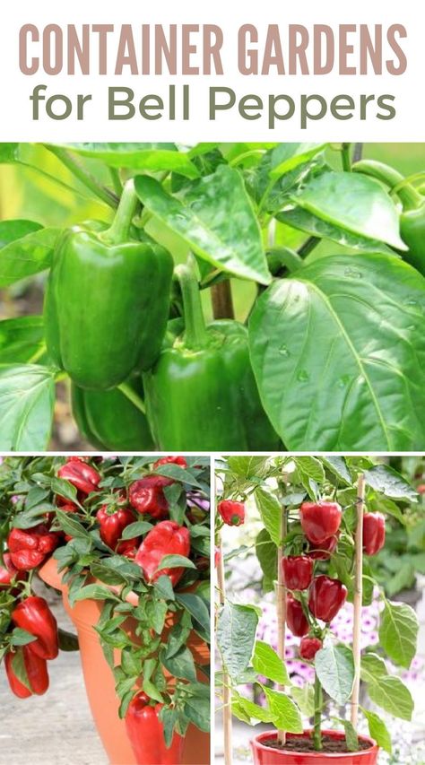 Bell peppers in containers? Absolutely! Learn the simple steps to grow your own crunchy, colorful peppers in pots. Perfect for small spaces and beginner gardeners. Pepper Plant Care, Growing Green Peppers, Grow Bell Peppers, Vegetable List, Peppers Growing, Bell Pepper Plant, Growing Bell Peppers, Growing Peppers, Growing Greens