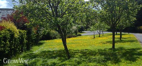 front yard orchard Front Yard Orchard, Mini Orchard, Small Orchard, Apple Tree From Seed, Orchard Design, Orchard Garden, Vegetable Garden Planner, Backyard Shade, Garden Planner