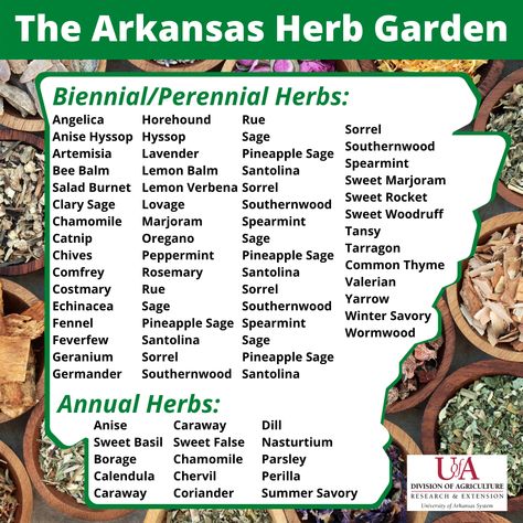 A graphic titled "The Arkansas Herb Garden" with two lists of herbs. The first is titled, "Biennial/Perennial Herbs" and lists over sixty different herbs that you can read about on the website. The other lists 15 annual herbs. Visit the website for more information on Arkansas Herbs. Annual Herbs, Outdoor Herb Garden, Sweet Woodruff, Pineapple Sage, Herb Gardening, Perennial Herbs, Bee Balm, Garden Guide, Lemon Verbena