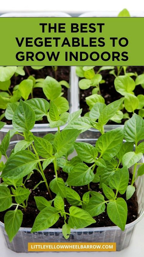 The top vegetables to grow indoors! If you want to start indoor vegetable gardening, here are 11 of the easiest vegetables to grow inside. An easy guide to starting and growing vegetable inside your home. The best vegetables to grow in your indoor food garden. Edible indoor gardening vegetables DIY. Indoor food gardening for vegetables made easy. Diy Indoor Garden Vegetables, Interplanting Vegetables, Aerogarden Diy, Indoor Food Garden, Indoor Veggie Garden, Vegetables To Grow Indoors, Indoor Gardening Diy, Apartment Vegetable Garden, Growing Hacks