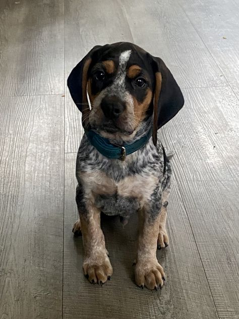 Ruckus- blue tick/beagle Blue Ticked Beagle, Blue Tick Hound Puppy, Bluetick Beagle, Blue Tick Coonhound, Blue Tick Hound, Blue Beagle, Blue Tick Beagle, Coonhound Puppy, Beagle Hound