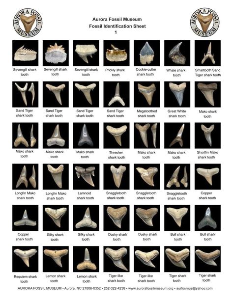 Shark Tooth Chart, Shark Tooth Identification, Different Types Of Shark Teeth, Shark Teeth Chart, Shark Tooth Identification Chart, Shark Teeth Identification, Types Of Shark Teeth, Shark Types, Shark Teeth Crafts