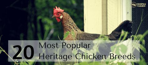 20 Most Popular Heritage Chicken Breeds | Coops and Cages Heritage Breeds Livestock, Heritage Chicken Breeds, Color Eggs, Heritage Chickens, Raising Turkeys, Baby Chicks Raising, Best Egg Laying Chickens, Chicken Raising, Egg Laying Chickens