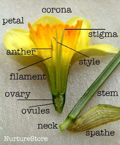 Learning about daffodils - printable daffodil poem - art project - parts of a daffodil diagram - nature science project Spring Lesson Plans, Flower Anatomy, Spring Science, Spring Lessons, Plants Unit, Biology Lessons, Parts Of A Flower, Daffodil Flower, Plant Science