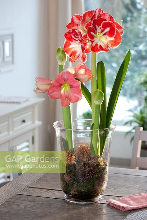 Hippeastrum 'Vera' and H. 'Samba' - Amaryllis bulbs in glass jar with Pine cones and moss Amaryllis Arrangement, Amaryllis Plant, Easter Flower Arrangements, نباتات منزلية, Amaryllis Bulbs, Flower Arrangements Simple, Garden Bulbs, Plant Decor Indoor, Spring Bulbs