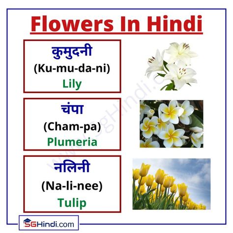 Pronunciation of some more Flower names in Hindi along with pictures. Lily, Plumeria, Tulip. Hindi Learning, Hindi Language Learning, Hindi Worksheets, Cinderella Castle, Flower Names, Hindi Language, English Vocabulary Words, Language Learning, Vocabulary Words