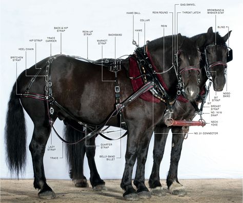 The equipment and gear you for draft horses to tackle your biggest farm tasks. Horse Driving, Standardbred Horse, Modern Farmer, Horse Harness, Horse Info, Draft Horse, Show Horse, Horse Equipment, Horse Gear